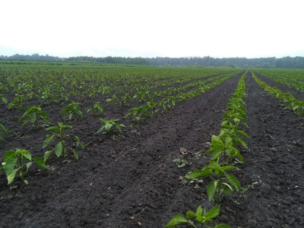 plantacja papryki odżywiana Elvita