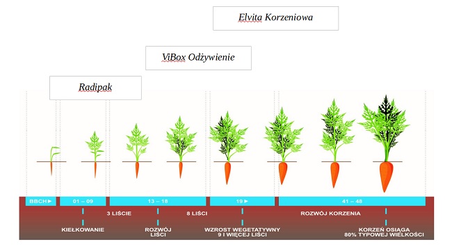 schemat nawożenia korzeniowych