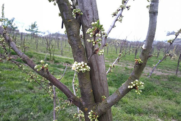 Ochrona sadów pestkowych: wiśni, czereśni i ochrona śliw wiosną, do końca kwitnienia