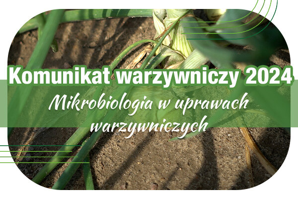 Komunikat warzywniczy 27.06.2024 r. // Mikrobiologia w uprawach warzywniczych