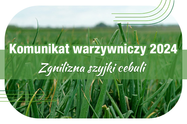 Komunikat warzywniczy 26.07.2024 r. // Zgnilizna szyjki cebuli