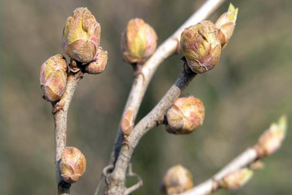 Wielkopąkowiec porzeczkowy – jedno z większych zagrożeń na plantacjach porzeczki czarnej