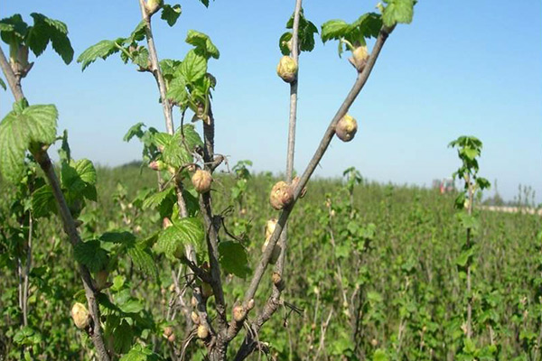 Wielkopąkowiec porzeczkowy – polecane metody zwalczania