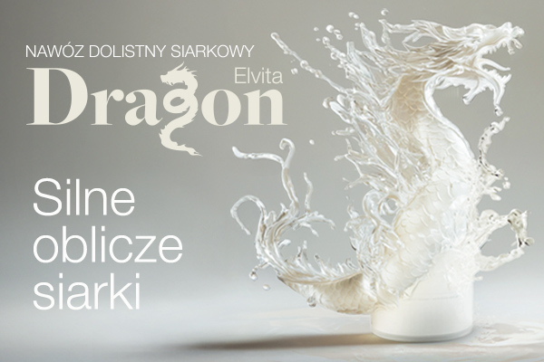 Elvita Dragon – silne oblicze siarki